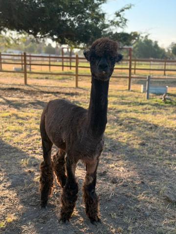 Buscemi the alpaca