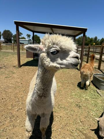 Cloud the alpaca