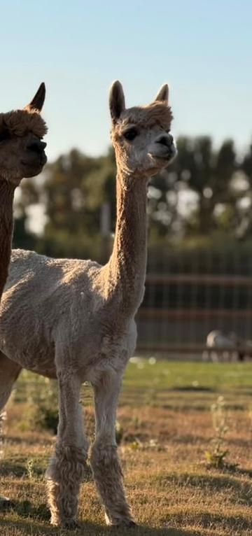 Opal the alpaca