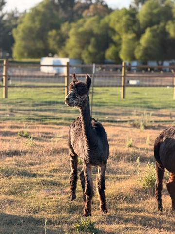 Pebbles the alpaca