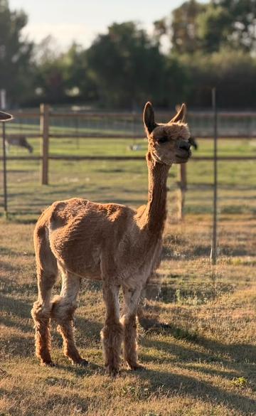 Hazel the alpaca