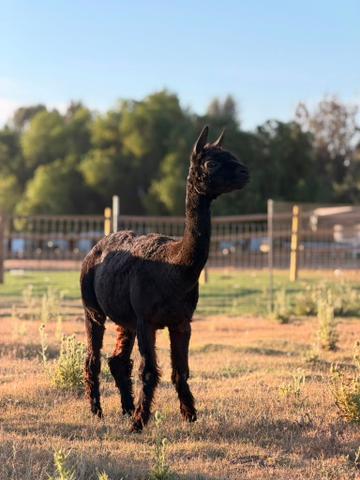 Godiva the alpaca