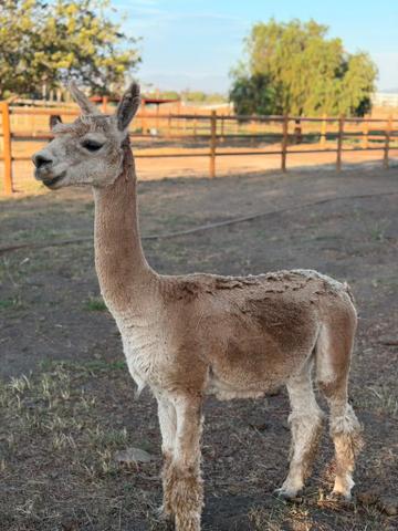 Bartholomew the alpaca