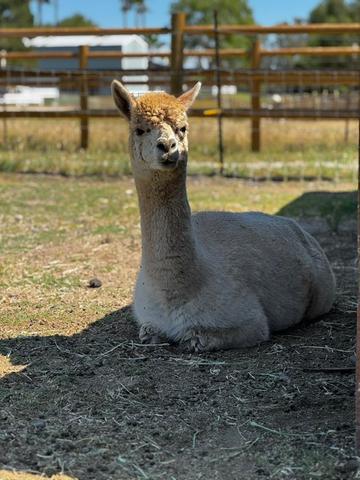 Nilla the alpaca