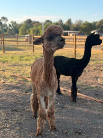 Leonidas the alpaca